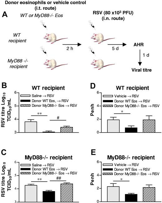 Figure 4. Adoptive transfer of WT but not MyD88-deficient eosinophils significantly accelerates viral clearance and suppresses RSV-induced AHR. (A) Experimental design. (B,C) Eosinophils were isolated from the spleens of hypereosinophilic MyD88-sufficient or -deficient mice and sorted by FACS. WT or MyD88−/− eosinophils were instilled directly into the trachea 2 hours before inoculation with RSV into WT (B) or MyD88-deficient (C) mice, and virus clearance was assessed at 6 dpi (D,E). Mice were treated as described in panels B,C and assessed for alterations of airway responsiveness to methacholine (50 mg/mL, dose that gives maximal responsiveness) by whole-body plethysmography. Data represent the mean plus or minus SEM (n = 3-4 mice per experimental group). *P < .05; **P < .01; #P < .05; ##P < .01.