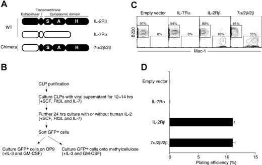 Figure 1. IL-2Rβ cytoplasmic domain delivers lineage conversion signal in CLPs. (A) Schematic representation of receptors and their domains. Shown are WT IL-2Rβ (closed), WT IL-7Rα (open), and 7α/2β/2β. The chimeric receptor 7α/2β/2β is composed of the extracellular domain of IL-7Rα and the transmembrane and cytoplasmic domains of IL-2Rβ. The cytoplasmic tail of IL-2Rβ can be divided into 3 subdomains, S, A, and H regions. (B) Flow chart of experimental system. (C) Introduction of 7α/2β/2β chimera can initiate lineage conversion in CLPs in response to IL-7. CLPs were retrovirally transduced with empty vector, IL-7Rα, IL-2Rβ, and 7α/2β/2β. GFP+ cells were sorted and cultured on OP9 stromal cell layers in the presence of IL-3 and GM-CSF for 5 days. B220+ B-cell and Mac-1+ myeloid-cell readout was analyzed by FACS. Numbers shown are the percentage of total cells in the gates. B220+ cells from IL-2Rβ+ CLPs proliferated more than B220+ cells from 7α/2β/2β+ CLPs in this culture condition. (D) Myeloid differentiation potential of chimeric receptor-expressing CLPs was assessed in methylcellulose medium supplemented with IL-3 and GM-CSF. The plating efficiency was determined by enumerating the number of GM colonies formed after 5 to 7 days in the culture. Error bars represent standard deviation from the triplicate samples.
