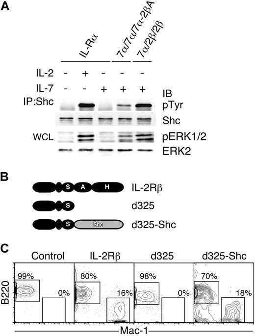 Figure 5. Involvement of Shc in IL-2–mediated lineage conversion in CLPs. (A) CTLL-2 transfectants were stimulated with cytokines as indicated in the figure. Cell lysates were subjected to SDS-PAGE or immunoprecipitation. Immunoprecipitates were resolved by SDS-PAGE and transferred to membranes. Membranes were probed with anti-pTyr and anti-Shc antibodies. Whole-cell lysates (WCL) were used for the detection of pERK1/2 and ERK2. (B) Schematic depiction of IL-2Rβ mutants. The d325 lacks both A and H regions. A full-length Shc is fused to the C terminal of the d325 mutant, resulting in d325-Shc. (C) IL-2Rβ mutants were introduced into CLPs by retroviral transduction. GFP+ cells were sorted and cultured on OP9 stromal layers in the presence of IL-3 and GM-CSF. At day 5 of culture, cells were harvested and subjected to FACS analysis. Percentages indicate total cells in the gates as described in Figure 1C.