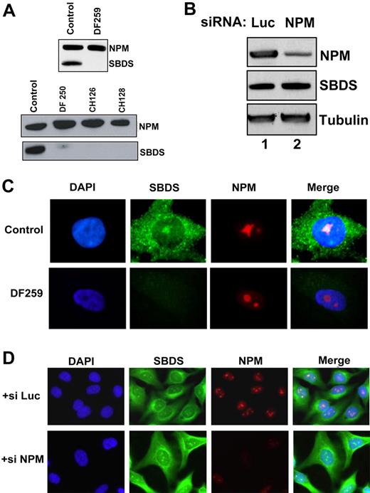 Figure 5. SBDS is not required for NPM protein stability or nucleolar localization. (A) Primary fibroblast lysates from healthy controls or SDS patients (DF259, DF250, CH126, CH128) were immunoblotted for SBDS and NPM. (B) HeLa cells were transfected with siRNA against either luciferase (Luc) or NPM. Cells were lysed 72 hours after transfection and immunoblotted for SBDS, NPM, and tubulin. (C) Normal control and DF259 primary fibroblasts were fixed and stained for SBDS (green) and NPM (red) and counterstained with DAPI (blue) to visualize the nuclei. (D) HeLa cells were transfected with siRNA against either luciferase (++ si Luc) or NPM (+ si NPM) for 48 hours. Cells were fixed and stained for SBDS (green) and NPM (red) and counterstained with DAPI (blue). See “Patients, materials, and methods; Immunofluorescence” for image acquisition details.