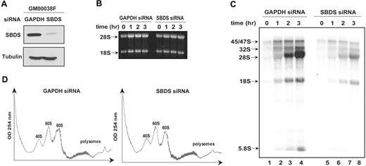 Figure 6. SBDS loss is not associated with a discrete block in rRNA processing. (A) siRNA against either GAPDH or SBDS was introduced into human skin fibroblasts (GM00038). Cells were lysed 72 hours later and immunoblotted for SBDS and tubulin. GAPDH knock down was confirmed to be greater than 50% by immunoblot densitometry and quantitative PCR (data not shown). (B) GM00038 fibroblasts containing siRNA against GAPDH or SBDS from (A) were metabolically labeled with 32P-orthophosphate for 75 minutes and chased with 25 mM phosphate for the indicated times in hours. RNA was extracted at the indicated time points, resolved on a 1% agarose/formaldehyde gel, and stained with ethidium bromide to confirm equal loading. (C) RNA from the gel in panel B was transferred to a nylon membrane and analyzed by autoradiography. The positions of the 45S/47S and 32S precursor rRNAs and of the mature 28S, 18S, and 5.8S rRNAs are indicated. (D) GM00038 fibroblasts containing siRNA against GAPDH or SBDS were lysed and fractionated on 10% to 45% sucrose gradients by ultracentrifugation. Absorbance at 254 nM was measured across the gradient, and the positions corresponding to the 40S, 60S, and 80S ribosomal particles are indicated. Results shown are representative of 3 independent experiments.