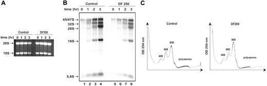 Figure 7. SDS patient cell lines show decreased ribosomal RNA synthesis. (A) Healthy control and SDS patient (DF250) primary fibroblasts were metabolically labeled with 32P-orthophosphate for 75 minutes and chased with 25 mM phosphate for the indicated times in hours. RNA was extracted at the indicated time points, resolved on a 1% agarose/formaldehyde gel, and stained with ethidium bromide. (B) RNA from the gel in panel A was transferred to a nylon membrane and analyzed by autoradiography. The positions of the 45S and 32S rRNA precursor rRNAs and of the mature 28S, 18S, and 5.8S rRNAs are indicated. (C) Lysates from normal control primary fibroblasts or SDS patient primary fibroblasts were sedimented through sucrose gradients as in Figure 6D. This experiment was repeated for a total of 3 independent experiments. No consistent difference in the ratios of the 40S, 60S, and 80S peaks was noted.