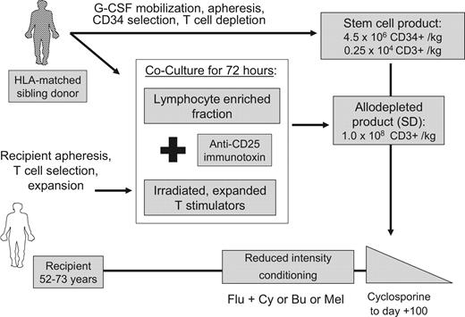Figure 1. Schematic description of transplantation approach. A high-risk group of elderly patients underwent matched-sibling transplantation and received a CD25-allodepleted lymphocyte product (SD) together with a purified stem-cell product following reduced-intensity conditioning with fludarabine (125-180 mg/m2) and cyclophosphamide (120 mg/kg) or melphalan (140 mg/m2) or infusional busulfan (6.4 mg/kg). Both products were infused at day 0. Patients received cyclosporine alone for GvHD prophylaxis starting on day − 5. In the absence of aGvHD, immunosuppression was tapered off by day + 100. The SD product was obtained after treatment of a 72-hour coculture of patient-derived, expanded, irradiated T cells and donor-derived lymphocytes with an anti-CD25 immunotoxin. Flu indicates fludarabine; mel, melphalan; bu, busulfan; and Cy, cyclophosphamide.