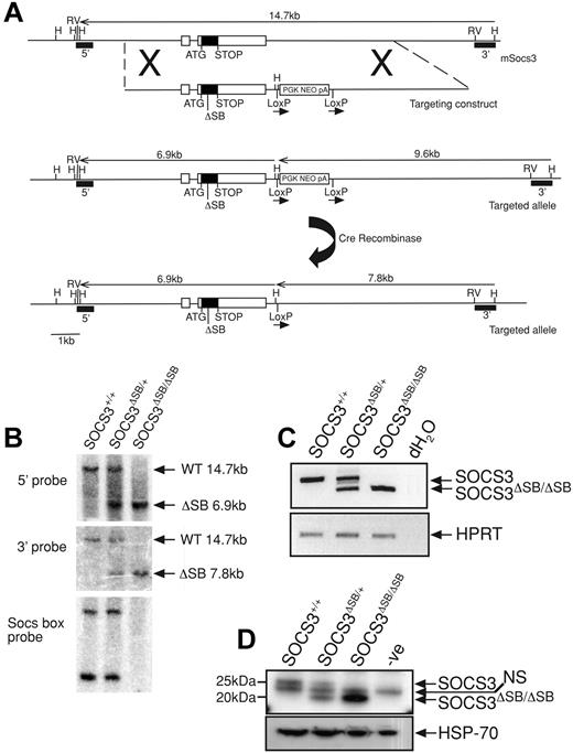 Figure 1. Generation and confirmation of SOCS3ΔSB/ΔSB mice. (A) The SOCS3 locus is shown at the top with the targeting construct and targeted allele below. The structure of the knock-in allele after removal of the neomycin selection cassette (PGKNEOpA) by cre-mediated excision is also shown. Exons are indicated as boxes with the coding region shaded. The 120-bp deletion in exon 2 of nucleotides 573 to 692 of the SOCS3 transcript that encodes the SOCS box is indicated by ΔSB. 5′ and 3′ probes used for Southern analysis are indicated. H indicates HindIII; RV, EcoRV. (B) Correct homologous recombination and deletion of the selection cassette was confirmed by Southern blot analyses of tail DNA digested with HindIII using 5′ and 3′ probes. DNA digested with PvuII was probed with a 130-bp SOCS box probe, confirming the absence of this sequence in SOCS3ΔSB/ΔSB samples. (C) RT-PCR analysis of cDNA prepared from RNA from livers from WT, SOCS3ΔSB/+, and SOCS3ΔSB/ΔSB mice injected with IL-6 (5 μg, intraperitoneally 60 minutes prior to the time that they were killed). Primers spanning the SOCS3 SOCS box were used. In SOCS3ΔSB/ΔSB samples, only the 200-bp transcript lacking the SOCS box was amplified. HPRT was amplified as a loading control. (D) Immunoblot of liver lysates prepared from mice injected with IL-6 (5 μg, intraperitoneally 60 minutes prior to the time that they were killed). SOCS3 was immunoprecipitated with a monoclonal antibody to SOCS3 and immunoblotted using a polyclonal SOCS3 antibody. In SOCS3ΔSB/ΔSB lysates, only the smaller (20 kDa) SOCS3 protein was detectable. NS indicates nonspecific band.