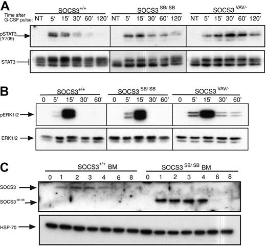 Figure 2. Removal of the SOCS3 SOCS box alters the regulation of the JAK/STAT pathway in vivo. (A) Activation of STAT3 in response to G-CSF. Bone marrow cells from SOCS3+/+ and SOCS3ΔSB/ΔSB or SOCS3ΔVAV/− mice were left untreated (NT) or stimulated with 50 ng/mL G-CSF for 15 minutes, washed, then lysed at intervals between 5 minutes and 120 minutes. Lysates were analyzed by immunoblot using antibodies specific for phospho-STAT3 or total STAT3. (B) Activation of ERK in response to G-CSF. Bone marrow cells from SOCS3+/+ and SOCS3ΔSB/ΔSB or SOCS3ΔVAV/− mice were left unstimulated (0 time point) or stimulated with 50 ng/mL G-CSF for intervals between 5 minutes and 60 minutes. Lysates were analyzed by immunoblot using antibodies specific for phospho-ERK or total ERK. (C) Induction of WT and SOCS box–deleted SOCS3 protein in SOCS3+/+ and SOCS3ΔSB/ΔSB bone marrow cells. Cells were left unstimulated (0 time point) or incubated in the presence of 10 ng/mL G-CSF and 10 μM MG132 for 1 to 8 hours and analyzed by immunoblot using antibodies specific for SOCS3 or HSP-70. BM indicates bone marrow.