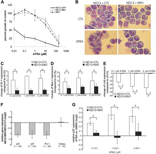 Figure 2. MN antagonizes biologic effects of ATRA in vitro. (A) In vitro cytotoxicity assay. ND13 + MN1, ND13 + CTL, or MN1 cells were incubated at a cell density of 4 × 104 cells/mL in the presence of either DMSO (1/1000th of total volume, equal to control) or increasing concentrations of ATRA. After 72 hours, viable cells were counted. Proliferation inhibition is expressed as percentage growth of control (mean ± SD of 3 independent experiments; P = .007 for ND13 + MN1 vs ND13 + CTL). (B) In vitro differentiation assay with ND13 + MN1 or ND13 + CTL cells using either DMSO (1/1000th of total volume, equal ot control) or ATRA (1 μM). Cell cultures were propagated every 3 days, and DMSO or ATRA were re-added. Morphology was analyzed after 10 days (magnification, × 1000; see “Materials and methods” for more image acquisition information). (C-E) In vitro differentiation assay with ND13 + MN1 or ND13 + CTL cells. Percentage change of cells expressing Gr-1 (C), Mac-1 (D), or c-kit (E) in ATRA-treated (0.1, 1, or 2 μM) compared with DMSO-treated (1/1000th of total volume, equal to control) cells after incubation for 48 hours (mean ± SD of 3 independent experiments; *P < .05 for each comparison). (F) Relative gene expression of p21, p27, PU.1, and C/ebpa in ND13 + MN1 cells at baseline compared with relative gene expression of these genes in ND13 + CTL cells at baseline (mean ± SD of 3 independent experiments). (G) Change of relative gene expression of p27 over time during in vitro differentiation of ND13 + MN1 or ND13 + CTL cells comparing ATRA-treated (1 μM) to DMSO-treated cells (mean ± SD of 3 independent experiments; *P < .01 for each time point).