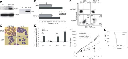 Figure 3. MN1-induced inhibition of myeloid differentiation can be selectively abolished. (A) Western blot using an antihuman MN1 and antimouse Gapdh antibody in lysates of control (ctl)- and MN1VP16-transduced BM cells (left panels). RT-PCR using VP16 specific primers in the same cells used in the Western blot (right panel). (B) Total number of colonies in serial replating. Cumulative yield is shown for an initial plating of 4000 transduced BM cells (mean ± SD of 3 independent experiments). (C) In vitro differentiation assay with MN1 or MN1VP16 cells using either DMSO (1/1000th of total volume, equal to control) or ATRA (1 μM). Cell cultures were propagated every 3 days, and DMSO or ATRA were re-added. Morphology was analyzed after 10 days (magnification, × 1000; see “Materials and methods” for more image acquisition information). (D) Relative gene expression of p21, p27, PU.1, and C/ebpa in MN1 or MN1VP16 cells comparing ATRA-treated (1 μM) to DMSO-treated cells after 7 days of treatment (mean ± SD of 3 independent experiments; *P < .02). (E) FACS analysis of CMP-, GMP-, and MEP-like populations in MN1 and MN1VP16 cells (representative blot from 2 independent experiments). (F) In vitro cytotoxicity assay with 1 μM ATRA over time. Cumulative cell numbers were determined at the given time points for MN1 and MN1VP16 cells (mean ± SD of 3 independent experiments). (G) Survival curves for mice given transplants of MN1- or MN1VP16-transduced BM cells (n = 6 and 4, respectively; P = .004).