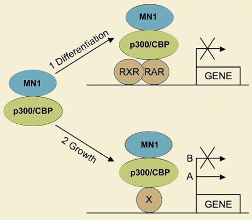 Hypothetical model for MN1 function in myeloid progenitor cells. MN1 affects both differentiation and proliferation of myeloid progenitors. In this model, MN1 binds to the coactivator p300/CBP, which is (1) recruited to RAR/RXR target genes whose transcriptional repression inhibits differentiation. P300/CBP can also recruit MN1 to as-yet-unknown transcription factors (X) that (2) regulate genes affecting cell growth either by transcriptional activation (A) or repression (B).