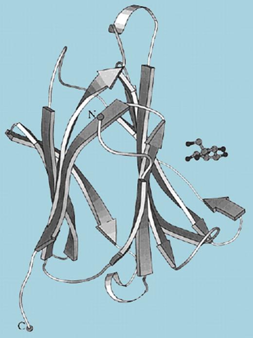 Ribbon representation of galectin-10/Charcot-Leyden crystal protein structure. Mannose (molecule at right) interacts with His 55, Asn 65, Trp 72, and Gln 75 residues within the carbohydrate recognition domain. Reprinted with permission from Swaminathan et al.6