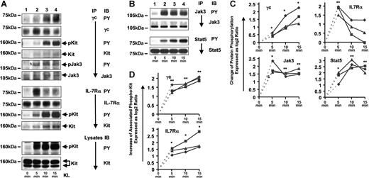 Figure 1. KL stimulation of Jurkat-K7 cells results in the activation of IL-7R, Jak3, and Stat5. (A) γc and IL-7Rα are tyrosine phosphorylated by and associated with Kit after KL stimulation and γc-associated Jak3 is tyrosine phosphorylated in response to KL stimulation. Jurkat-K7 cells were stimulated with KL for the times indicated and γc and IL-7Rα were immunoprecipitated. Bound fractions of the γc IPs were analyzed for tyrosine phosphorylation and protein amounts of γc, γc-associated Kit, and γc-associated Jak3 (top panels). Bound fractions of the IL-7Rα IPs were analyzed for tyrosine phosphorylation of IL-7Rα, and IL-7Rα-associated Kit (middle panels). Lysates were analyzed for tyrosine-phosphorylated Kit and the presence of equal amounts of Kit protein at each time point of KL stimulation (bottom panels). (B) KL-induced tyrosine phosphorylation of Jak3 and Stat5. Immunoprecipitations of Jak3 and Stat5 were analyzed for tyrosine phosphorylation and protein amounts of Jak3 (top 2 panels) and Stat5 (bottom 2 panels). (C) Quantification of the relative change in KL-induced protein phosphorylation (γc, IL-7Rα, Jak3, and Stat5) between baseline (0 minutes) and 3 time points of KL stimulation (5, 10, and 15 minutes). Western blot signals on films from 3 independent experiments (■, ♦, ▴) were densitometrically evaluated as described in “Materials and methods, Immunoprecipitations and immunoblotting,” and fold changes were expressed as the log2 ratio. A log2 ratio of 1 is equal to a fold change of 2. The P values for the t tests (5, 10, 15 minutes versus 0 minute, respectively) are indicated by asterisks (*): *.01 ≤ P < .05; **.001 ≤ P < .01; ***P < .001. The connection from time point 0 (fold increase = 1, log2 1 = 0) to time point 5′ is indicated by a dashed line only for orientation as the 0′ value was used for normalization. Thus, mathematically it is not part of the graph anymore. (D) Quantification of the relative change in the amount of phospho-Kit associated with γc and IL-7Rα at 5, 10, and 15 minutes of KL stimulation. Data are displayed and statistically analyzed as in panel C.