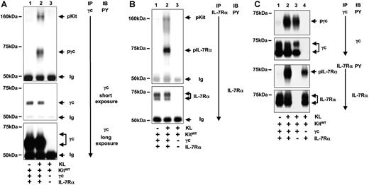 Figure 2. KL-induced activation of IL-7R in reconstituted 293T cells. (A) Tyrosine phosphorylation of γc and association of activated Kit with γc in response to KL. 293T cells were transiently transfected with constructs as indicated and stimulated with KL for 5 minutes. Immunoprecipitations of γc were analyzed with an anti-PY antibody detecting tyrosine-phosphorylated γc and γc-associated tyrosine-phosphorylated Kit (arrows, top panel, lane 2). The specificity of the protein association was verified by the control immunoprecipitation from KL-stimulated cells expressing Kit but lacking γc expression (lane 3). The blot was analyzed for the presence of γc protein (middle panel: short exposure; bottom panel: long exposure). (B) Tyrosine phosphorylation of IL-7Rα and association of IL-7R with activated Kit in response to KL. Analyses of IL-7Rα immunoprecipitates were performed as in panel A. (C) Independent tyrosine phosphorylation of γc and IL-7Rα by Kit. Kit was coexpressed with γc and IL-7Rα (lanes 1,2) or with γc or IL-7Rα alone (lanes 3 and 4, respectively). Immunoprecipitations against γc (top 2 panels) and IL-7Rα were performed and analyzed for tyrosine phosphorylation and presence of proteins as indicated.