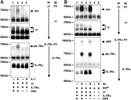 Figure 3. In contrast to IL-7–mediated activation of IL-7R, Kit-mediated tyrosine phosphorylation of IL-7R is independent of Jak3. (A) IL-7–induced tyrosine phosphorylation of IL-7R is Jak3 dependent. 293T cells transiently expressing IL-7R and Jak3 (lanes 1,2) or IL-7R alone (lanes 3,4) were stimulated with IL-7 for 10 minutes and tyrosine phosphorylation and protein of γc (top 2 panels) and IL-7Rα (bottom 2 panels) were examined. Tyrosine phosphorylation of γc and IL-7Rα was detected only in IL-7–stimulated cells that express Jak3. (B) KL-induced tyrosine phosphorylation of IL-7R in absence of Jak3. 293T coexpressing Kit and IL-7R (lanes 1-4) in presence (lanes 1,2) or absence (lanes 3,4) of Jak3. Immunoprecipitations against γc (top 2 panels) and IL-7Rα were performed and analyzed for tyrosine phosphorylation and presence of proteins as shown. Specificity of IL-7Rα–associated activated Kit (arrow) was verified by immunoprecipitations from cells expressing only Kit (lanes 5,6).