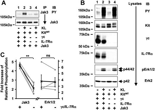 Figure 4. Kit-induced activation of Jak3 is dependent on IL-7R.(A) Kit-mediated activation of Jak3 is significantly stronger in the presence of IL-7R. 293T cells transiently coexpressing Kit and Jak3 in the presence (lanes 1,2) or absence (lanes 3,4) of IL-7R were stimulated with KL for 5 minutes, and tyrosine phosphorylation (top panel) and protein amounts of immunoprecipitated Jak3 (bottom panel) were compared between unstimulated (lanes 1,3) and stimulated (lanes 2,4) cells. (B) Kit-induced total tyrosine phosphorylation and activation of Erk1/2 is independent of IL-7R. Lysates were separated on SDS-PAGE and total tyrosine phosphorylation (first panel) as well as the amount of phosphorylated ERK1/2 were analyzed (fifth panel). Lysates were probed with antibodies as indicated to demonstrate Kit, γc, IL-7Rα (second to fourth panels), and endogenous ERK2 expression (bottom panel). (C) Quantification of 4 independent experiments analyzing KL-induced phosphorylation of Jak3 (right) and ERK1/2 (left graph) either in the presence (+) or absence (−) of γc and IL-7Rα. Results are expressed as fold increase of relative phosphorylation (see “Materials and methods” for details). Single experiments are shown in gray symbols (■, ♦, ▴, ●), the average is shown in black (X) and contains the error bars (standard error). P values were determined by paired t test analysis.