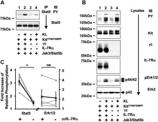 Figure 5. Deficient Stat5 activation of KitYY567/569FF is partially reconstituted by Kit-induced transactivation of IL-7R. (A) Stat5 activation by KitYY567/569FF is partially reconstituted in the presence of IL-7R. Stat5 was immunoprecipitated from unstimulated (lanes 1,3) or KL-stimulated (lanes 2,4) 293T cells coexpressing KitYY567/569FF and Jak3 in the presence (lanes 1,2) and absence (lanes 3,4) of IL-7R and analyzed for tyrosine phosphorylation (top panel) and Stat5 protein (bottom panel). (B) Total tyrosine phosphorylation and activation of Erk1/2 induced by KitYY567/569FF are independent of IL-7R. Lysates were separated on SDS/PAGE and were analyzed for levels of total tyrosine phosphorylation, Kit, γc, IL-7Rα protein, phosphorylation of Erk1/2, and Erk2 protein. (C) Quantification of 4 independent experiments analyzing KitYY567/569FF-induced phosphorylation of Stat5 (left) and Erk1/2 (right graph) in presence (+) or absence (−) of γc and IL-7Rα. Data are displayed and statistically analyzed as in Figure 4C.