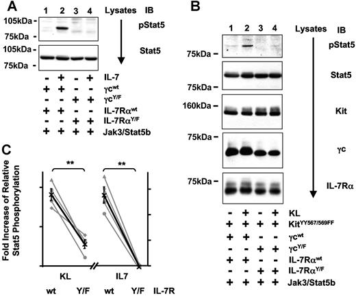 Figure 6. Partial reconstitution of KitYY567/569FF through transactivation of IL-7R requires tyrosine residues of IL-7R. (A) IL-7–mediated activation of Stat5 is dependent on tyrosine residues within IL-7R. Lysates of 293T cells coexpressing Jak3 and IL-7RWT (lanes 1,2) or a mutant IL-7R lacking all cytoplasmic tyrosine residues (γcY/F and IL-7RαY/F, lanes 3,4) were analyzed for phosphorylation of Stat5 on Tyr694 (top panel) and Stat5 protein (bottom panel). (B) Requirement for cytoplasmic tyrosines of IL-7R for KitYY567/569FF-induced Stat5 activation. Lysates from 293T cells coexpressing KitYY567/569FF and IL-7RWT (lanes 1,2) or the mutant IL-7R consisting of γcY/F and IL-7RαY/F (lanes 3,4) were analyzed for phosphorylation of Stat5 on Tyr694 Stat5, Kit, γc, and IL-7Rα protein levels. (C) Quantification of 4 independent experiments analyzing KitYY567/569FF-induced (left) or IL-7R-induced (right graph) phosphorylation of Stat5 in presence (wt) or absence (Y/F) of cytoplasmic tyrosine residues of IL-7R. Stat5 phosphorylation was determined by analyzing either lysates or immunoprecipitates of Stat5 for phosphorylation of Stat5 and protein levels of Stat5. Data are displayed and statistically analyzed as in Figure 4C.