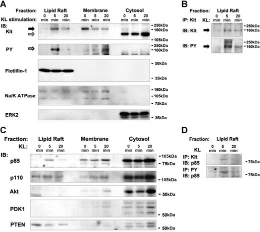 Figure 1. Dynamic localization of Kit and regulators of PI3K signaling after KL stimulation. (A,B) Kit is recruited to lipid rafts as a result of KL stimulation. (A) Subcellular fractions from unstimulated or KL-stimulated Mo7e cells (5 and 20 minutes), were isolated and immunoblotted with antibodies against Kit and PY. The signaling competent form of Kit and the tyrosine-phosphorylated protein comigrating with Kit are indicated by and , respectively. A protein of somewhat lower molecular mass cross-reacting with the anti-Kit antibody was observed in the cytosol and possibly represents a cytosolic Kit degradation product (⇨). For control of the fractionation procedure, subcellular fractions were also analyzed with antibodies against markers of the lipid raft (Flotillin-1), plasma membrane (Na/K ATPase), and cytosol (ERK2) fractions. (B) Verification of tyrosine-phosphorylated Kit in lipid rafts by IP. Because the data in A consist of an immunoblot that can only be used to infer that the approximately 160-kDa-phosphorylated band is Kit, an IP of lipid raft-localized Kit from resolubilized lysates was performed and analyzed with antibodies against Kit and PY. The coprecipitating, tyrosine-phosphorylated band of significantly higher molecular mass than Kit is of unknown origin. (C) Recruitment of p85 into lipid rafts, redistribution of the negative regulator PTEN from lipid rafts to the cytosol. Fractions were immunoblotted with antibodies against the p85 regulatory and p110 catalytic subunits of PI3K, PTEN, Akt and PDK1. (D) Complex formation between Kit and p85 in lipid rafts and verification of tyrosine phosphorylation of p85. As in B, an IP of Kit and tyrosine-phosphorylated proteins from lipid rafts was performed and analyzed with an antibody against p85.