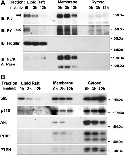 Figure 2. Kinase-dependent localization of oncogenic Kit and PI3-K signaling molecules in lipid rafts. (A) Effect of imatinib treatment on the subcellular localization of oncogenic Kit in HMC-1 cells. Subcellular fractionation was performed as for Figure 1, using the HMC-1 cell line expressing the oncogenic Kit560V>G. Cells were incubated in imatinib containing media (1 μM) for 3 or 12 hours. Fractions were immunoblotted with antibodies against Kit and PY. Kit and phosphorylated Kit proteins are indicated by and , r, respectively. For quality control of the fractions, lipid raft and membrane fractions were verified by IB for Flotillin-1 and Na/K ATPase. (B) Effect of imatinib treatment on the localization of p85 in lipid rafts of HMC-1 cells. Fractions were immunoblotted with antibodies against p85, p110, PTEN, Akt, and PDK1.