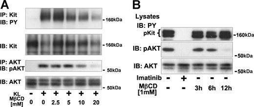 Figure 3. Activation of Akt by wild-type and oncogenic Kit depends on lipid rafts. (A) Effect of lipid rafts disruption on KL-mediated activation of Kit and Akt. Kit and Akt were immunoprecipitated from Mo7e cells that had been preincubated for 20 minutes in media containing the indicated concentration of MβCD and then stimulated with KL for 5 minutes. Immunoprecipitates were analyzed for tyrosine phosphorylation of Kit and phosphorylation of Akt at Ser473. Equal amounts of immunoprecipitated protein were verified by IB the same blots with antibodies against Kit and Akt. (B) Effect of lipid raft disruption on activation of Akt by oncogenic Kit in HMC-1 cells. Lysates from HMC-1 cells incubated in the absence or presence of 1 μM imatinib for 3 hours or in the presence of 1 mM MβCD for 3, 6, or 12 hours were separated by SDS/PAGE and analyzed with antibodies against phosphotyrosine, phosphorylated Akt (Ser473), and Akt.