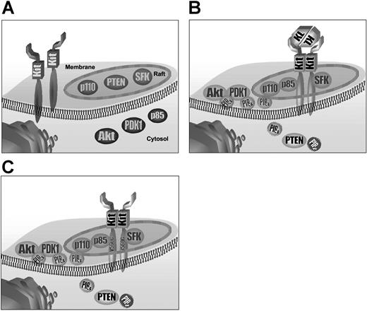 Figure 5. Model of spatiotemporal regulation of Kit activation and Kit-dependent activation of PI3-K. (A) In unstimulated cells, Kit is present in the plasma membrane. Lipid rafts contain SFKs, PTEN, and p110. Before stimulation, p85, PDK1, and Akt are located in the cytosol. Upon KL stimulation wild-type Kit is recruited to lipid rafts, leading to interaction with SFKs. Association of Kit with p85 leads to assembly of the PI3-K complex. Diffusion of PI-3K-generated PIP3 to the cytosol and binding to PDK1 and Akt via PH domains results in translocation of PDK1 and Akt to the plasma membrane, where they become activated. Activation of Akt mediates Kit-dependent proliferation. PTEN translocates from lipid rafts to the cytosol where it deactivates cytosolic PIP3. (C) Oncogenic Kit is initially located in lipid rafts in a tyrosine kinase-dependent manner. Some Kit protein is also present in the membrane (not shown). Association of oncogenic Kit with p85 in lipid rafts leads to constitutive activation of PI3-K and Akt. PTEN is located primarily in the cytosol.