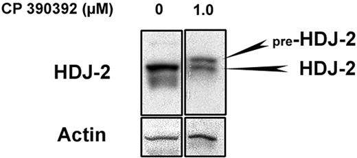 Figure 1. Farnesyltransferase inhibitor CP 390392 prevents HDJ-2 prenylation. Th1 T cells were incubated for 24 hours in FTI CP 390392 at the indicated concentrations. Cells (2.5 × 106/lane) were lysed and loaded onto a 10% SDS-PAGE gel. Blotting with HDJ-2 antibodies at an FTI concentration of 1.0 μM revealed a second higher-weight band representing unfarnesylated pre–HDJ-2 protein. Blotting for β-actin was performed as a loading control.