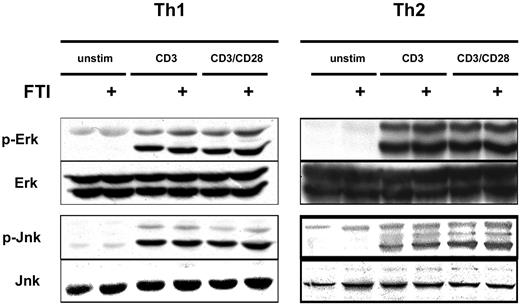Figure 4. FTI treatment does not interfere with CD3/CD28-induced MAP kinase activation. Th1 and Th2 T cells were preincubated with 10 μM of FTI CP 390392 or culture medium for 24 hours, followed by stimulation with beads coated with anti-CD3 (2C11, 1 μg/mL) with or without anti-CD28 (PV1, 1 μg/mL) antibodies. The FTI was present during the whole culture period. 2.5 × 106 cells were used in each experimental condition. After 20 minutes of stimulation, T-cell activation was stopped by placing the cells on ice, and cell lysates were analyzed by SDS-PAGE for the presence of phospho-ERK and phospho-JNK. Total ERK and JNK were assessed as a loading control.