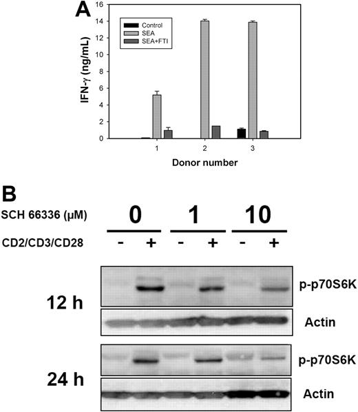 Figure 7. Reduced IFN-γ production correlates with suppressed TCR-induced phosphorylation of p70S6K in activated human T cells in the presence of FTI. (A) Donor PBMCs were seeded at 200 000 cells per well in triplicate in 96-well plates, along with SEA (final concentration 0.1 μg/mL) with or without R11577 (20 μM). For control, PBMCs remained unstimulated. Supernatants were collected at 20 hours and assessed for IFN-γ content by ELISA (R&D Systems). Results represent the mean (± SD) of triplicate cultures. Similar results were seen with 3 additional human donors. (B) Human CD4+ T cells were enriched from buffy coats using anti-CD4 mAb-coated beats together with column separation systems. Stimulation of enriched CD4+ T cells was achieved for the indicated time points by beads coated with anti-CD2/anti-CD3/anti-CD28 antibodies. In FTI treatment, cells were preincubated for 3 hours with SCH 66336 at indicated concentrations and FTI was present during the entire stimulation. After the indicated time points, stimulation of human T cells was stopped by placing the cells on ice, and cell lysates were analyzed by SDS-PAGE for the presence of phospho-p70S6K. Blotting for actin was used as a loading control. The data are representative of 3 independent experiments.