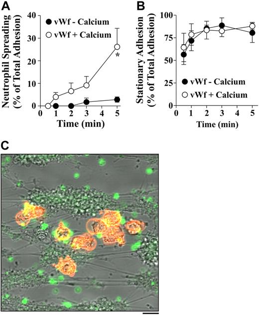 Figure 3. Exposure of VWF thrombi to extracellular calcium induces spreading in tethering neutrophils. (A,B) Citrated whole blood was perfused over a VWF (100 μg/mL) matrix for 5 minutes at 1800 s−1 to obtain platelet thrombi. Nonadherent platelets were removed by a further 5-minute perfusion with cell-free unsupplemented Tyrode buffer (VWF − calcium) or buffer supplemented with at 1800 s−1 with 1 mM CaCl2/MgCl2 (VWF + calcium) for 5 minutes prior to perfusion of isolated neutrophils (1 × 106/mL) resuspended in 1 mM CaCl2/MgCl2-containing Tyrode buffer for 5 minutes at 150 s−1. Neutrophil-platelet interactions were visualized by phase contrast microscopy and the number of neutrophils exhibiting spreading (A) and stationary adhesion (B) quantitated. Results are presented as means (± SEM; n = 4). *P < .05. (C) Citrated whole blood was perfused over collagen (2 mg/mL) in the presence of FITC–annexin 5A (5 μg/mL) (green) and neutrophils were stained with DiIC18 (1 μM) (orange) prior to perfusion as described in “Materials and methods, Perfusion studies, Platelet thrombi studies.” Platelets and neutrophils were simultaneously visualized using filters for DIC, and green and red fluorescence, by confocal microscopy. Image overlay is from 1 experiment representative of 4 independent experiments. Bar represents 30 μm.