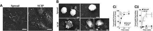 Figure 4. SCIPs, but not spread platelets, induce neutrophil spreading under flow. Washed platelets (2.5 × 108/mL) in unsupplemented Tyrode buffer were allowed to form monolayers in glass microcapillary tubes for 30 minutes at 37°C followed by blocking with 3% HSA for 15 minutes. Monolayers were left untreated (Spread) or pretreated with 1 μM ionophore A23187 for 10 minutes followed by ionophore removal with cell-free buffer to convert spread platelets to SCIPs (SCIP). Isolated neutrophils (106/mL) were then perfused over the monolayers at 150 s−1 for 5 minutes. (A) Scanning electron microscopy images of spread platelet and SCIP monolayers prior to neutrophil perfusion. (B) Scanning electron microscopy images of neutrophils that have interacted with Spread platelet or SCIP monolayers. (C) Neutrophil-platelet interactions were visualized by phase-contrast microscopy and the proportion of adherent neutrophils exhibiting stationary (i) or spread (ii) morphology quantitated. Images in panels A and B are representative of more than 10 individual experiments. Bar is 5 μm. Results in C are expressed as mean (±SEM; n = 4). *P < .05, **P < .01, ***P < .001.