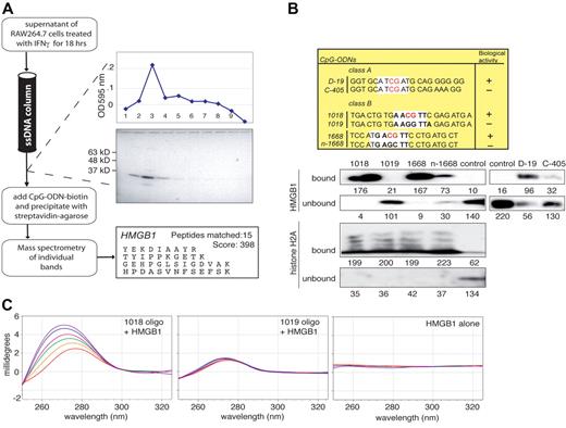 Figure 1. The DNA-binding protein HMGB1 is a CpG-DNA engaging factor released by macrophages in response to IFNγ. (A) Purification of HMGB1 as a CpG-DNA–binding protein. Raw264.7 cells (2.5 × 106/mL) were treated with IFNγ (30 ng/mL) for 18 hours. Cell-free supernatants (50 mL) were slowly loaded (10 mL/hour) onto a single-stranded DNA-cellulose column pre-equilibrated with buffer A (20 mM Tris-Cl, pH 8.8, 50 mM NaCl, 1 mM EDTA, 1 mM DTT, 5% glycerol). After absorption, the column was washed sequentially with 150 mL buffer A and rinsed with 150 mL 0.1 M NaCl in buffer A. Proteins were recovered from the column by sequential elution with 0.5 and 2 M NaCl in buffer A. Fractions (1 mL) were dialyzed overnight against buffer B (5 mM KH2PO4/NaOH, pH 7.9, 10% glycerol). Of each fraction, 30 μL was loaded on a 10% SDS-PAGE and subsequently silver stained. Fractions 2, 3, and 4 that had peak protein content were pooled, diluted with buffer A at 0.16 M NaCl, and incubated with 0.1 mg biotinyl-1018 ODN for 30 minutes followed by incubation overnight at 4°C with 0.5 mL streptavidin-agarose beads. The beads were washed with buffer A containing 0.16 M NaCl, boiled, and loaded on a 10% SDS-PAGE, and proteins were detected by silver staining. All visible bands were excised and subjected to mass spectrometry. Several representative HMGB1 peptides are listed. (B) HMGB1 binds CpG-ODNs (1018, 1668, and D-19) preferentially over controls (1019, n-1668, and c-405). Mouse rHMGB1 (25 ng) or histone H2A (25 ng) was incubated in the absence (control) or presence of CpG-ODN-biotin (5 μg) for 60 minutes. ODNs were immunoprecipitated with streptavidin-agarose beads, washed, and subjected to immunoblot analysis (IB) with anti-HMGB1 antibody. The levels of unbound HMGB1 or H2A were estimated by collecting 5% of the supernatant from each precipitation reaction. The gray value of the pixel intensity (range, 1 to 250) of the respective protein bands is listed. Results represent 1 of 6 or 3 reproducible independent experiments for HMGB1 and H2A binding, respectively. (C) CD spectra of oligos 1018 and 1019 in the presence of increasing amounts of HMGB1. All spectra have been acquired at 20°C, 20 mM phosphate buffer, pH 7.0, 10 mM NaCl, with an initial DNA concentration of 10 μM. Traces from red to violet correspond to the spectra acquired by adding 0, 1, 2, 2.8, 4.5, or 10 μM protein to the oligo solutions. The spectra were corrected by subtracting the buffer and the protein, and compensating for dilution. The panel “HMGB1 alone” shows the spectra recorded for 0, 1, 2, 2.8, 4.5, or 10 μM protein (in the same buffer and in the absence of DNA), to show that corrections applied to the recorded spectra are neutral in the wavelength range considered here.