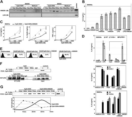 Figure 2. HMGB1 potentiates the cytokine response to CpG-ODNs. (A) CpG-ODN triggers the release of HMGB1. BMDCs (3 × 106 cells/mL) and BMDMs (2 × 106 cells/mL) were treated with CpG-ODN (10 μg/mL) for the indicated time periods. The medium bathing the cells (40 μL) was subjected to SDS-PAGE and immunoblotted (IB) with anti-HMGB1 or anti-LDH antibody. As a positive control, 2 μg macrophage whole cell lysates were used. Cell viability was determined by trypan blue exclusion. (B-D) Extracellular HMGB1 enhances induction of cytokines by CpG-DNA in a TLR9-dependent manner. Cells were seeded at 1 to 2.5 × 105/well in a 96-well plate (in triplicate) and then treated with CpG-ODN, PGN, or LPS, or left untreated. The LPS inhibitor polymyxin B (10 μg/mL) was used in all treatments except LPS. (B) BMDMs were treated with CpG-ODN (10 μg/mL), LPS (0.2 or 1 μg/mL), or PGN (2.5 μg/mL) in the presence or absence of rHMGB1 (50 ng/mL), or left untreated for 24 hours. IL-6 secretion was assessed by ELISA (averages of triplicates ± SD). Experiments were replicated 3 times. (C) BMDCs were treated with CpG-ODN (10 nM to 1000 nM) in the presence or absence of rHMGB1 (1 μg/mL) or left untreated for 24 hours. Levels of IL-6, IL-12, and TNFα secretion were assessed by ELISA (averages of triplicates ± SD). Experiments were replicated 3 times. (D, upper panel) BMDMs from wild-type (wt), Tlr9−/−, or Myd88−/− mice were treated for 24 hours with LPS (0.2 μg/mL), CpG-ODN (10 μg/mL) plus or minus rHMGB1 (50 ng/mL), or rHMGB1 alone (50 ng/mL); IL-6 secretion was assessed by ELISA. Bars represent the average of 6 independent experiments done in triplicate plus or minus SD (**P < .001, Student t test). (D, lower panels) BMDCs from wt, Tlr4m, or Tlr2−/− mice were treated with LPS (0.1 μg/mL), PGN (10 μg/mL), or CpG-ODN (10 μg/mL) plus or minus rHMGB1 (50 ng/mL). IL-6 secretion was assessed by ELISA. (E) rHMGB1 does not effect CpG-ODN uptake by BMDCs. Cells were treated with CpG-ODN-Cy5 in the presence or absence of rHMGB1 (250 ng/mL) for 1 hour as indicated. Cells were trypsinized and Cy5-positive cells were determined by fluorescence-activated cell sorting (FACS) analysis. (F) TLR9 was immunoprecipitated from the lysates of WEHI-231 cells that were treated with CpG-ODN (10 μg/mL). The presence of CpG-ODN in the TLR9 immunoprecipitate (IP) was detected by PCR. Levels of immunoprecipitated TLR9 for each reaction were assessed by immunoblotting (IB). (G) rHMGB1 speeds up the formation of the CpG-ODNs/TLR9 complex. WEHI-231 cells were treated with CpG-ODN (10 μg/mL) alone or preincubated for 1 hour with rHMGB1 (50 ng). TLR9 was immunoprecipitated and the levels of CpG-ODN in the TLR9 complex were assessed by PCR.