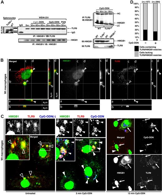 Figure 3. BMDMs contain vesicles rich in HMGB1 and TLR9, which participate in CpG-ODN recognition. (A) HMGB1 is associated with TLR9 prior to CpG-ODN treatment. Lysates from TLR9-deficient and wt splenocytes were used to identify the TLR9 band (left panel). WEHI-231 cells were treated with CpG-ODN (10 μg/mL), GpG-ODN (10 μg/mL), or peptidoglycan (PGN, 10 μg/mL) for the times indicated. HMGB1 was immunoprecipitated from cell lysates, and the presence of TLR9 or HMGB1 in the precipitated materials was detected by IB (left panel). Wt and TLR9-deficient splenocytes were treated with CpG-ODN (10 μg/mL) for the indicated time points or left untreated (top right panel). TLR9 was immunoprecipitated, and coprecipitation of HMGB1 with TLR9 was determined by IB. Whole-cell lysates from wt, HMGB1-deficient, and TLR9-deficient cells were probed by anti-HMGB1 and anti-TLR9 antibodies (bottom right panel). (B) Confocal microscopy of quiescent BMDMs reveals that HMGB1 and TLR9 colocalize in vesicular structures (indicated by triangles in z-stack images), which consistently appear close to the nucleus. Depth sections across 2 vesicles are shown in i-iv. Proteins were detected with anti-HMGB1/FITC and anti-TLR9/rhodamine. (C) BMDMs treated with CpG-ODN-Cy5 (1018, 5 μg/mL) as indicated were fixed, permeabilized, and stained with anti-TLR9/rhodamine and anti-HMGB1/FITC. △ indicate HMGB1/TLR9-containing vesicles; ▴ indicate CpG-DNA–containing vesicles. Solid arrows point to dispersed CpG-ODN-Cy5 staining in the tubular lysosomal compartment. (D) Quantification of the percentage of BMDMs containing at least one TLR9/HMGB1 vesicle. Cells were treated or not with CpG-ODN (1018, 5 μg/mL) in at least 3 independent experiments. Vesicles clearly visible within a single plane were counted.