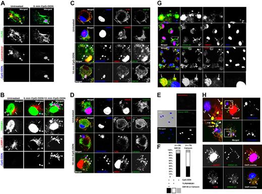Figure 4. The HMGB1/TLR9-containing vesicles colocalize with calnexin, GM130, and ERGIC-53, but lack lysosomal markers. (A) TLR9-containing vesicles accumulated the acidophilic fluorophore LysoTracker. BMDMs were treated with LysoTracker for 30 minutes prior to stimulation with CpG-ODNs (5 μg/mL), then fixed, permeabilized, and stained with anti-TLR9/FITC. Open triangles indicate representative vesicles. (B) BMDMs were stained with anti-HMGB1/FITC and anti-LAMP-1/rhodamine following stimulation with CpG-ODNs (5 μg/mL). △ indicate HMGB1-containing vesicles; ▴, CpG-DNA-containing vesicles; and ↑, tubular lysosomal compartment. (C-D) BMDMs were stained with anti-GM130/Alexa488 (C) or anti-calnexin/Alexa488 (D) and anti-TLR9/Alexa568 or anti-HMGB1/Alexa568, prior to or following stimulation with CpG-ODN-Cy5 (5 μg/mL) for 10 minutes. Confocal images were acquired by indirect immunofluorescence. Solid arrows indicate colocalization between GM130/calnexin and TLR9 or GM130 and HMGB1. Solid triangles indicate vesicles containing CpG-ODN-Cy5 as well as GM130 and TLR9 or HMGB1. Open triangles indicate vesicles containing HMGB1/TLR9 and CpG-ODN but lack calnexin or GM130. (E) Control staining of BMDMs with antimouse-Alexa568/antirabbit-Alexa568 and antigoat-Alexa488. (F) Percentages of vesicles containing CpG-ODNs alone, CpG-ODN in the presence of TLR9/HMGB1, or CpG-ODN in the presence of TLR9/HMGB1 and GM130 or calnexin. Vesicles were analyzed from 2 independent experiments. (G,H) Quiescent (G) or treated (H) BMDMs were stained with anti-ERGIC-53/Alexa488 and either anti-TLR9/Alexa568 or anti-HMGB1/Alexa568. Rectangular regions showing representative colocalization between ERGIC-53/TLR9 and ERGIC/HMGB1 (solid arrows) are magnified. Colocalization of CpG-ODNs with TLR9/HMGB1 in the presence or absence of ERGIC-53 is shown with solid or open triangles, respectively.