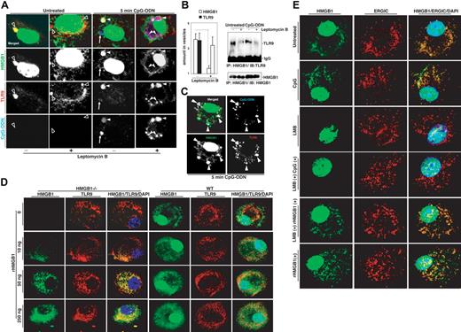 Figure 5. HMGB1 in vesicles is from the nucleus. (A) LMB inhibits HMGB1 translocation into TLR9-containing vesicles. BMDMs were incubated in the presence or absence of 20 ng/mL LMB for 45 minutes, followed by treatment with CpG-ODN-Cy5 (1018, 5 μg/mL). △ indicate HMGB1-containing vesicles; ▴, CpG-DNA-containing vesicles; and ↑, early CpG-DNA-containing vesicle prior to acquisition by HMGB1/TLR9-containing vesicles. (B) Quantitative analysis of the fluorescence of HMGB1 and TLR9 within vesicles over background fluorescence in BMDMs treated with or without 20 ng/mL LMB for 45 minutes (means ± SEM, n = 35, **P < .001, Student t test). (C) LMB impairs the formation of the TLR9-HMGB1 complex. HMGB1 was immunoprecipitated from lysates of WEHI-231 cells that were treated with 20 ng/mL LMB for 45 minutes prior to stimulation with CpG-ODN (10 μg/mL) for 30 minutes. (D) Exogenously added rHMGB1 can restore the presence of HMGB1 in the vesicles. rHMGB1 (25 ng/mL) was incubated with CpG-ODN-Cy5 (1018, 5 μg/mL) for 60 minutes and added to BMDMs treated with 20 ng/mL LMB for 45 minutes. ▴ indicate TLR9 extensively colocalized with CpG-DNA/HMGB1-containing vesicles. (E) Addition of rHMGB1 increases colocalization of HMGB1 with TLR9. Different amounts of rHMGB1 as indicated were incubated with wt and HMGB1-deficient macrophages (IFLMDs) for 10 minutes. Colocalization of TLR9 with HMGB1 was determined. (F) Translocation of HMGB1 into ERGIC-53–containing vesicles can be blocked by LMB and restored by exogenous rHMGB1. BMDMs were starved for 3 hours and then treated with LMB or left untreated for 60 minutes. Cells were incubated with CpG-ODN (10 μg/mL) or rHMBG1 (50 ng/mL) for 10 minutes in the presence or absence of LMB.