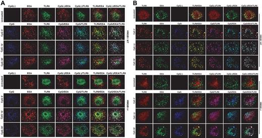 Figure 6. HMGB1 accelerates early endosomal translocation of TLR9 in macrophages in response to CpG-ODN. (A,B) Wt (top panels) and HMGB1-deficient (bottom panels) IFLDMs (A) or PFLDMs (B) were treated with CpG-ODN-Cy5 (1018, 5 μg/mL) for 0, 5, 15, or 30 minutes. Cells were fixed, permeabilized, and stained with anti-TLR9/FITC and anti-EEA1/rhodamine. Confocal images were acquired by indirect immunofluorescence.