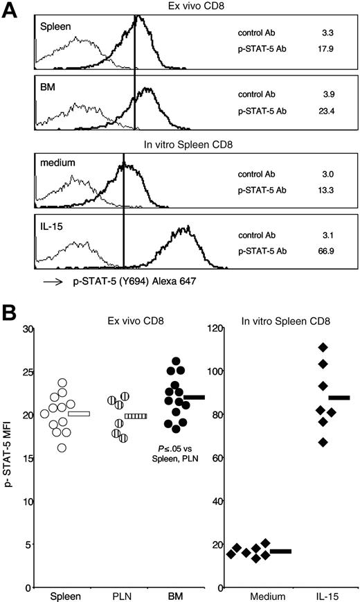 Figure 5. Phospho-STAT-5 expression by spleen, PLN, and BM CD8 cells. Untreated B6 mice were killed and, within 10 minutes, single-cell suspensions from spleen, PLN, and BM were fixed in 1.6% formaldehyde phosphate-buffered saline. After permeabilization with 80% methanol and rehydration with 0.5% bovine serum albumin phosphate-buffered saline, cells were stained with anti-TCR PE, anti-CD8 Alexa 488, plus either control mAb or anti-STAT-5(Y694) mAb, both conjugated with Alexa 647. After gating on TCR+CD8+ cells, the mean fluorescence intensity of phospho-STAT-5 mAb and control mAb were determined on spleen, PLN, and BM samples. (A) Phospho-STAT-5 staining profiles. Representative staining profiles of spleen and BM samples. As a control, spleen cells were incubated for 15 minutes at 37°C with either medium or IL-15 at 25 ng/mL and TCR+CD8+ cells were analyzed. The scale on x-axis is logarithmic, in arbitrary units, and that on y-axis is linear (maximum value, 55). The numbers represent the mean fluorescence intensity of phospho-STAT-5 mAb (–) and control mAb (–). (B) Phospho-STAT-5 mean fluorescence intensity. Phospho-STAT-5 mean fluorescence intensity values of spleen, PLN, and BM CD8 cells from individual mice and averages are shown in the left panel. In vitro stimulated spleen CD8 cells from individual experiments and averages are shown in the right panel. Average values are shown by the horizontal bar. The panels summarize the results obtained in 7 independent experiments.