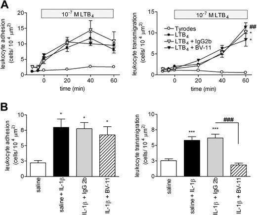 Figure 1. Effect of anti-JAM-A mAb (BV-11) on leukocyte responses in LTB4- and IL-1β-stimulated murine cremasteric venules as observed by intravital microscopy. (A) WT mice were given an intravenous injection of saline (control) or of JAM-A mAb or an isotype-matched control mAb (both at a dose of 3 mg/kg); 15 minutes later, the cremaster muscle was exteriorized for observation by IVM. After taking baseline readings of leukocyte adhesion (left panel) and transmigration (right panel), the cremaster muscle was superperfused with Tyrode solution (control) or with a solution of LTB4 (10−7 M in Tyrode). Leukocyte responses of adhesion and transmigration in selected venules were recorded at 10-minute intervals for a duration of 60 minutes. Results are presented as means (± SEM) for n = 4-8 mice/group. (B) WT mice were given an intravenous injection of saline (control) or of JAM-A mAbs or an isotype-matched control mAb (both at a dose of 3 mg/kg) 15 minutes before intrascrotal injection of IL-1β (50 ng/mouse in 400 μL saline). Control mice received intrascrotal injection of saline. At 4 hours later, the mice were prepared for IVM, and leukocyte responses of firm adhesion (left panel) and transmigration (right panel) were quantified. Results are presented as means (± SEM) for n = 4-13 mice/group. Statistically significant differences between control and stimulated groups are shown by asterisks (*P < .05, **P < .01, and ***P < .001), and additional statistical comparisons are indicated by lines and number signs (###P < .001).