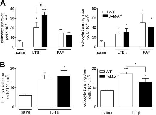 Figure 2. Leukocyte responses induced by LTB4, PAF, and IL-1β in cremasteric venules of WT and JAM-A–deficient mice as observed by IVM. (A) The cremaster muscle of WT (□) or JAM-A−/− (■) mice was exteriorized for observations by IVM as detailed in “Materials and methods, Intravital microscopy.” Tissues were superfused with either saline (control) or with LTB4 or PAF (both with a solution of 10−7 M). Leukocyte responses of firm adhesion (left panel) and transmigration (right panel) after a 60-minute (LTB4) or 120-minute (PAF) superfusion period were quantified. Results are presented as means (± SEM) for n = 4–6 mice/group. (B) Mice were given intrascrotal saline (□) or intrascrotal IL-1β (50 ng/mouse; ■); 4 hours later, leukocyte responses of adhesion (left panel) and transmigration (right panel) were quantified. Results are presented as means (± SEM) for n = 6 mice/group. Statistically significant differences between control and stimulated groups are shown by asterisks (*P < .05, **P < .01, and ***P < .001). Additional statistical comparisons are indicated by lines and number signs (#P < .05).