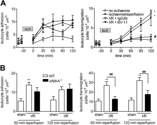 Figure 3. Role of JAM-A in leukocyte responses induced by I/R injury in murine cremasteric venules as observed by IVM. (A) WT mice were given an intravenous injection of saline (control), the anti–JAM-A mAb BV-11, or an isotype-matched control mAb (both mAbs were given at a dose of 3 mg/kg); 15 minutes later, the cremaster muscle was exteriorized for observation by IVM. After taking baseline readings of leukocyte adhesion (left panel) and transmigration (right panel), the cremaster muscle was subjected to ischemia for a duration of 30 minutes followed by reperfusion, as detailed in “Materials and methods, Intravital microscopy.” Leukocyte responses of firm adhesion and transmigration were then quantified at 30-minute intervals for 120 minutes. Results are presented as means (± SEM) for n = 4-8 mice/group. (B) WT and JAM-A−/− mice were subjected to I/R injury, or were sham-operated on (as indicated), and leukocyte responses of firm adhesion (left panel) and transmigration (right panel) were quantified at 60 minutes and 120 minutes after initiation of reperfusion. The data represent means (± SEM) from n = 6 mice/group. Statistically significant differences between control and I/R groups are shown by asterisks (*P < .05, **P < .01). Additional statistical comparisons between BV-11–treated versus control mAb–treated groups and WT versus JAM-A−/− are indicated by lines and/or by number signs (#P < .05, ##P < .01).