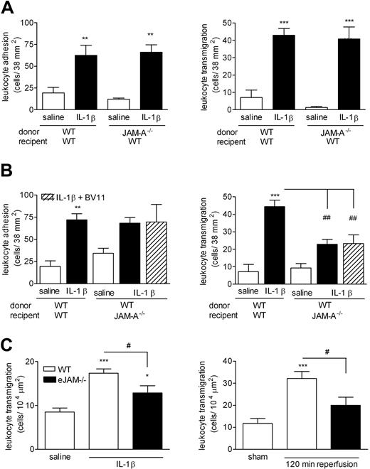 Figure 4. The role of leukocyte and/or endothelial JAM-A in leukocyte responses induced by IL-1β and I/R injury in mouse cremasteric venules. To investigate the potential roles of leukocyte and endothelial-cell JAM-A in leukocyte transmigration in vivo, a cell-transfer technique was used. (A) Bone marrow leukocytes were isolated from WT or JAM-A−/− mice, labeled with calcein-AM, and injected intravenously into WT recipient mice, as detailed in “Materials and methods, Quantification of fluorescent leukocyte responses.” The mice were then injected intrascrotally with saline or IL-1β (50 ng); 4 hours later, the cremaster muscle was exteriorized, and responses of fluorescent leukocytes, firm adhesion (left panel), and transmigration (right panel) were quantified by IVM. (B) In the reverse experiment, leukocytes were isolated from the bone marrow of WT mice, labeled with calcein-AM, and injected intravenously into WT and JAM-A−/− mice. With respect to the latter, to investigate the potential role of leukocyte JAM-A in the noted residual transmigration response, the experiment was repeated in an additional group of mice where the recipient mice were pretreated with the anti–JAM-A mAb BV-11 (3 mg/kg, intravenously) 10 minutes prior to the injection of WT leukocytes (▨). The mice were then injected intrascrotally with saline or IL-1β (50 ng); 4 hours later, the cremaster muscle was exteriorized, and responses of fluorescent leukocytes, firm adhesion (left panel), and transmigration (right panel) were quantified by IVM. (C) WT or eJAM−/− mice were injected intrascrotally with saline or IL-1β (50 ng) or subjected to sham-operation or I/R injury, as detailed in “Materials and methods, Quantification of fluorescent leukocyte responses.” Leukocyte responses of firm adhesion (left panel) and transmigration (right panel) were quantified at 4 hours after intrascrotal injection of saline or IL-1β, and at 120 minutes after initiation of reperfusion for the I/R studies. The data represent means (± SEM) of responses quantified from n = 3–8 mice/group. Statistically significant differences between control and stimulated groups are shown by asterisks (*P < .05, **P < .01, and ***P < .001). Additional statistical comparisons are indicated by lines and number signs (#P < .05, ##P < .01).