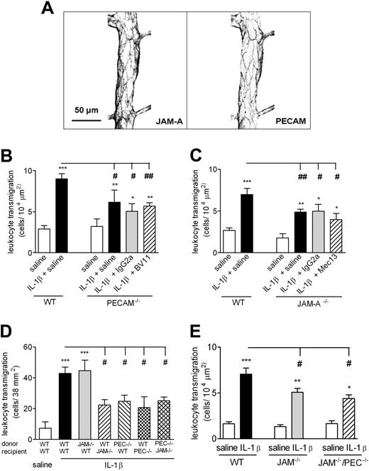 Figure 5. Effect of dual blockade of JAM-A–dependent and PECAM-1–dependent pathways on IL-1β–induced leukocyte transmigration through mouse cremasteric venules as observed by IVM. (A) The expression profiles of JAM-A and PECAM-1 in representative cremasteric venules of WT mice. Unstimulated cremaster muscles were immunostained for the expressions of JAM-A and PECAM-1, as detailed in “Immunofluorescence labeling and analysis of cremaster muscle tissues by confocal microscopy.” Samples were observed using a Zeiss LSM 5 PASCAL confocal laser-scanning microscope. Scale bar equals 50 μm. (B,C) WT, PECAM-1−/−, or JAM-A−/− mice were injected intrascrotally with saline or IL-1β (50 ng). Additional groups of mice were pretreated with the anti–JAM-A mAb BV-11, the anti–PECAM-1 mAb Mec13.3, or appropriate control mAbs (all at 3 mg/kg intravenously), as indicated. At 4 hours after the administration of IL-1β, cremaster muscles were exteriorized, and leukocyte transmigration was quantified by IVM, as detailed in “Materials and methods, Intravital microscopy.” (D) Leukocytes were isolated from the bone marrow of WT, JAM-A−/−, or PECAM-1−/− mice, labeled with calcein-AM, and injected intravenously into WT, JAM-A−/−, or PECAM-1−/− recipient mice. The mice were then injected intrascrotally with saline or IL-1β (50 ng); 4 hours later, the cremaster muscle was exteriorized, and transmigration of fluorescent leukocytes was quantified by IVM. (E) WT, JAM−/−, or JAM-A−/−/PECAM-1−/− double-deficient mice were injected intrascrotally with saline or IL-1β (50 ng); 4 hours later, leukocyte transmigration was quantified. The data represent means (± SEM) of responses quantified from n = 3–12 mice/group. Statistically significant differences between control and stimulated groups are shown by asterisks (*P < .05, **P < .01, and ***P < .001). Additional statistical comparisons are indicated by lines and number signs (#P < .05, ##P < .01).