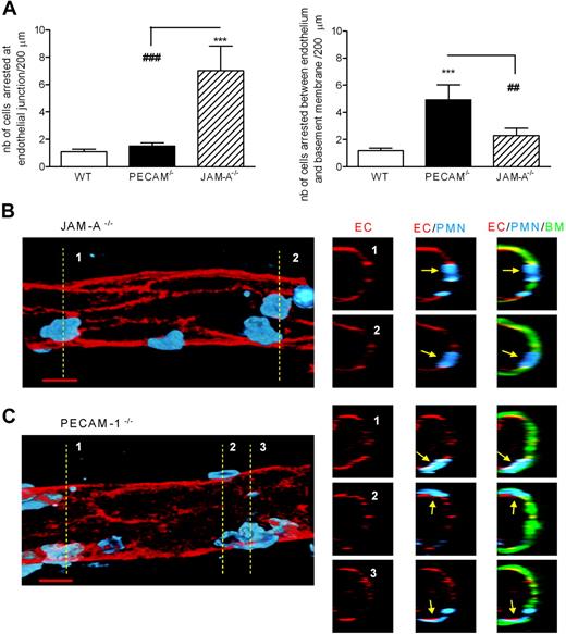 Figure 6. JAM-A−/− and PECAM−/− mice exhibit different profiles in terms of site of arrest of transmigrating leukocytes in IL-1β–stimulated cremaster muscle tissues. IL-1β–stimulated cremaster muscle tissues from WT, JAM-A−/−, or PECAM-1−/− mice were immunostained and prepared for analysis by confocal microscopy as detailed in “Immunofluorescence labeling and analysis of cremaster muscle tissues by confocal microscopy.” Briefly, tissues were immunostained for endothelial cell junctions using an anti–PECAM-1 mAb (in WT and JAM-A−/− mice) or an anti–ICAM-2 mAb (in PECAM-1−/− mice) (shown in red), the endothelial cell basement membrane using an anti–collagen IV Ab (shown in green), and neutrophils using an anti–MRP-14 mAb (shown in blue). The localization of neutrophils in relation to the endothelium and its basement membrane was determined and quantified by analyzing acquired three-dimensional images of whole blood vessels. (A) The number of neutrophils quantified to be at the level of the endothelium, arrested between endothelial cell junctions (left panel), or arrested between the endothelium and the endothelial cell basement membrane (right panel), in different strains of mice. Samples were observed using a Zeiss LSM 5 PASCAL confocal laser-scanning microscope, and the images were subsequently analyzed using Volocity three-dimensional rendering software. The number of leukocytes arrested within the venular walls was quantified in 200-μm sections (n = 5–12 cremaster muscle tissues per group). (B,C) Representative longitudinal (left panels) and cross-sectional (multiple small panels on the right) images of venules from JAM-A−/− and PECAM−/− mice, respectively. The left panels show three-dimensional images of venules stained for endothelial-cell junctions (red) and neutrophils (blue) only. The images on the right were obtained by cutting a cross-section (1-μm thick) of the venules on the left along the indicated dotted lines. The cross-sectional images corresponding to each of the numbered dotted lines are presented as a panel of 3 images in a row, showing the staining of endothelial-cell junctions (EC; red), neutrophils (PMN; blue), and the endothelial-cell basement membrane (BM; green). The arrows show the location of selected neutrophils, clearly indicating arrest of neutrophils at endothelial-cell junctions in the JAM-A−/− mice and between the endothelium and the endothelial-cell basement membrane in the PECAM-1−/− mice. Scale bar equals 10 μm. Statistically significant differences between WT and KO groups are shown by asterisks (***P < .001). Additional statistical comparisons are indicated by lines and number signs (##P < .01, ###P < .001).