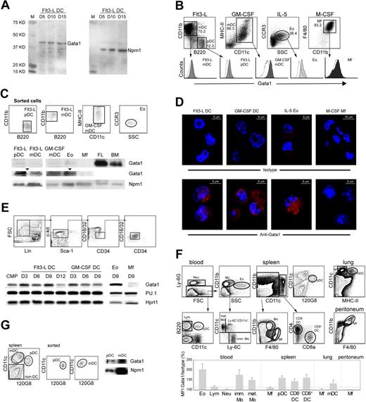 Figure 1. Gata1 is expressed in mouse DCs. (A) Western blot of nuclear extracts of bone marrow cells grown in the presence of Flt3-L, probed with Gata1 antibody. Cells were harvested at the culture days (D) indicated. For loading control, the same blot was reprobed with Nucleophosmin (Npm1) antibody. (B) Histograms of Gata1 expression in pDCs (CD11cmedCD11b−B220+) and mDCs (CD11c+ CD11b+ B220−) from Flt3-L cultures, mDCs from GM-CSF cultures (CD11chiMHCII+), Eos from IL-5 cultures (CCR3+), and Mfs from M-CSF cultures (F4/80hiCD11bhi). Empty histograms show the fluorescence of the isotype control; the signals of the isotype controls depend on cell size and granularity. Filled histograms show Gata1 staining. SSC indicates side scatter. (C) Sorted DCs from Flt3-L (pDCs and mDCs) and GM-CSF (mDCs) cultures express Gata1 as shown by Western-blot analysis of nuclear extracts. Npm1 was used as loading control. Gata1 expression in DCs is lower than in bone marrow (BM) and fetal liver (FL) but clearly visible on a longer exposure (arrowheads). Sorted Eos from IL-5 cultures served as a positive control; Mfs from M-CSF cultures did not express Gata1 at detectable levels. (D) Immunofluorescence staining of cells from Flt3-L, GM-CSF, IL-5, and M-CSF cultures. The top panel shows staining with Alexa595-conjugated antirat antibody (isotype control). The bottom panel shows staining with Gata1 antibody, followed by Alexa595-conjugated antirat antibody. Nuclei are stained with DAPI (blue). Gata1 is located in the cytoplasm and nucleus of DCs and Eos. Images collected using a LSM 510 confocal microscope (Zeiss, Oberkochen, Germany) equipped with 543-nm and 800-nm lasers. A 20×/0.5 NA was used. Pictures were taken in slides. The acquisition software used was AIM 3.2 SP2. Images were analyzed using Imaris software 4.2. (E top) Dot plots representing the sorting strategy to obtain purified CMPs from BM. (Bottom) RT-PCR analysis of Gata1 and PU.1 mRNA levels during Flt3-L–, GM-CSF–, and at the end of IL-5– and M-CSF–stimulated cultures of purified CMPs. D indicates day of culture. (F) Relative expression levels of Gata1 in vivo. Mean fluorescence intensity (MFI) of Gata1-stained samples for each cell type was divided by the MFI value of the isotype control, multiplied by 100. Eo indicates eosinophils; Lym, lymphocytes; Neu, neutrophils; imm Mo, immature monocytes; mat Mo, mature monocytes; and Mf, macrophages. Data represent average relative MFI (± SEM) calculated from 3 independent experiments. (G left) Dot plots showing the sorting strategy of pDCs and mDCs from the spleen. (Right) Sorted spleen pDCs and mDCs express Gata1 as shown by Western-blot analysis of nuclear extracts. Npm1 was used as loading control.