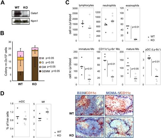 Figure 2. Recombination of Gata1 in vivo affects monocytic/DC lineage development. (A) Western blot of WT and KO BM whole-cell extracts after 4 weeks of Tx treatment. Npm1 was used as loading control. (B) CFU-GEMM assays performed on the BM of WT and KO mice after 4 weeks of Tx treatment. GEMM indicates granulocyte erythroid monocyte megakaryocyte; GM, granulocyte monocyte; G, granulocyte; and M, monocyte. Error bars indicate SD. (C) Dot plots depicting the numbers of different leukocytes (defined by flow cytometry; Figure 1F) in the blood after 4 weeks of Tx treatment. Circles represent cell numbers/μL blood in Tx-treated WT mice (n = 4, gray circles) and in Tx-treated KO mice (n = 6, white circles). Thick horizontal lines represent the average cell numbers/μL blood. Mo indicates monocytes; and pDCs, plasmacytoid dendritic cells. The P values are derived from Mann-Whitney statistical analysis of independent samples. (D; left) Dot plots depicting the frequency of mDCs and Mfs (defined by flow cytometry; Figure 1F,G) in the spleen after 4 weeks of Tx treatment. (Right) Immunohistochemistry of the spleen after 4 weeks of Tx treatment. Sections were stained with antibodies against CD11c (brown; monocytes and mDCs) and B220 (blue; B cells) or MOMA-1 (blue; Mfs). Images collected using a Leica DM-LB microscope (Leica, Wetzlar, Germany). Camera used was a Leica DC-500. A 10×/0.30 NA dry objective was used. Pictures were taken in slides. The acquisition software used was Imaging for Windows (Kodak), belonging to Windows 2000 SP4.