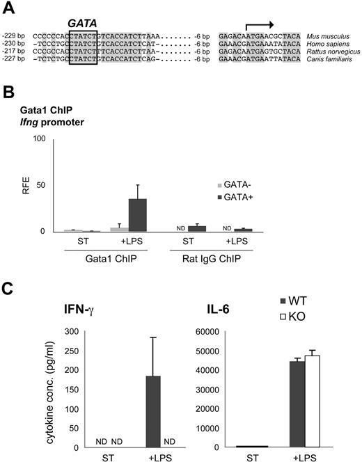 Figure 6. Gata1 regulates Ifng in LPS-stimulated mDCs. (A) Multiple sequence alignment of the proximal Ifng promoter in human (Homo sapiens), mouse (Mus musculus), rat (Rattus norvegicus) and dog (Canis familiaris). The potential GATA binding site is highlighted. (B) Gata1 ChIP analysis of the Ifng promoter in mDCs derived from GM-CSF cultures stimulated for 3 days with LPS (+ LPS) or grown under standard conditions (ST) starting from day 8 of culture. Amplicon containing GATA binding site (GATA+); amplicon not containing a GATA binding site (GATA−). Average (± SD) of at least 2 independent experiments performed in triplicate is shown. Corresponding isotype ChIPs (rat IgG) are depicted. RFE indicates relative fold enrichment. (C) ELISA on KO and WT GM-CSF culture supernatants stimulated with LPS for 60 hours or grown under standard conditions (ST). Expression of IFN-γ and IL-6 (average ± SEM of 3 independent samples) is shown. ND indicates not detectable.