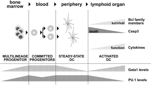Figure 7. Model of Gata1 function in DCs. Gata1 and PU.1 are coexpressed during DC development. We propose that Gata1 counteracts apoptotic signals at 2 critical developmental stages affecting survival of DC precursors and of TLR-stimulated DCs. Upon TLR4 stimulation, Gata1 levels increase and PU.1 is down-regulated, resulting in an antiapoptotic response as measured by Bcl2 and BclX up-regulation versus Casp3 down-regulation. In addition, this triggers the expression of responsive cytokines such as IFN-γ, thus ensuring optimal activation of the adaptive immune response.