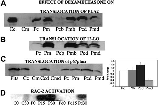 Figure 8. Effect of dexamethasone on translocation of PLA2, 12-LO, and p67phox from cytosol to membrane and activation of Rac-2 following Ab-induced oxidative platelet particle formation. (A) PLA2 translocation. Cc and Cm refer to control cytosol and membrane after incubation of platelets for 4 hours at 37°C. Pc and Pm refer to cytosol and membrane after incubation with patient anti–GPIIIa49-66 (P) for 4 hours. The next set of experiments measure elution of membrane PLA2 with dexamethasone. Pcb and Pmb refer to previous Pm incubated an additional 4 hours with buffer alone. Pcd and Pmd refer to the same incubation plus dexamethasone (d). (B) 12-LO translocation. Pc and Pm refer to platelet cytosol and membrane respectively, following 4 hours of incubation with patient anti–GPIIIa49-66 (P). Pcb and Pmb refer to platelet cytosol and membrane fractions of Pm incubated for a further 4-hour incubation in the presence of buffer. Pcd and Pmd refer to the same incubation time in the presence of dexamethasone (n=2). (C, left panel) p67phox translocation. Plts refer to platelet extract. Cc and Cm refer to control cytosol and membrane fractions of platelets after incubation of platelets for 4 hours at 37°C. Ccd and Cmd refer to same incubation with dexamethasone. Pc and Pm are cytosol membrane fractions of platelets treated with patient Ab. Pcd and Pmd are membrane fractions of platelets treated with dexamethasone and patient Ab. (Right panel) Bar graph and SEM is given for n=5. (D) Activation of Rac-2. CO and C30 refer to control IgG at 0 and 30 minutes of incubation. PO, P15, and P30 refer to patient Ab at 0, 15, and 30 minutes. Pd0, Pd15, and Pd30 refer to patient Ab in the presence of dexamethasone (n=4).