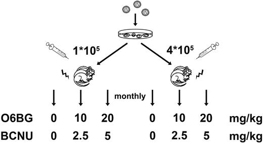 Figure 1. Experimental design. Murine bone marrow cells were transduced with retroviral vector coexpressing MGMT P140K and eGFP and transplanted into syngeneic lethally irradiated primary recipient mice. Primary recipients received either 105 or 4 × 105 transduced BM cells. Cohorts of both groups were treated monthly with different dosages of BCNU and O6BG as indicated.