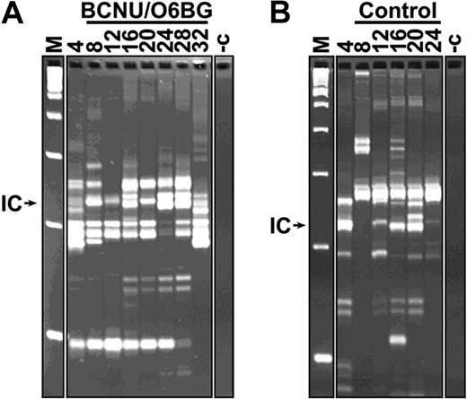 Figure 4. The number of clones contributing to marked hematopoiesis is not affected by BCNU/O6BG treatment. Representative LAM-PCR analysis of peripheral blood of mice at different time points after transplantation of 4 × 105 cells. Peripheral blood samples were analyzed before (4 weeks after transplantation) and with (A) or without (B) repetitive monthly BCNU/O6BG treatments (8, 12, 16, 20, 24, 28, and 32 weeks after transplantation). Multiple insertion sites were detected at all time points irrespective of whether the mice were treated with BCNU/O6BG. DNA (5 ng) was extracted from peripheral blood samples at each time point. M indicates a 100-bp DNA ladder; -c, negative control (5 ng DNA extracted from untransduced C57BL/6J bone marrow cells); and IC, internal control band.