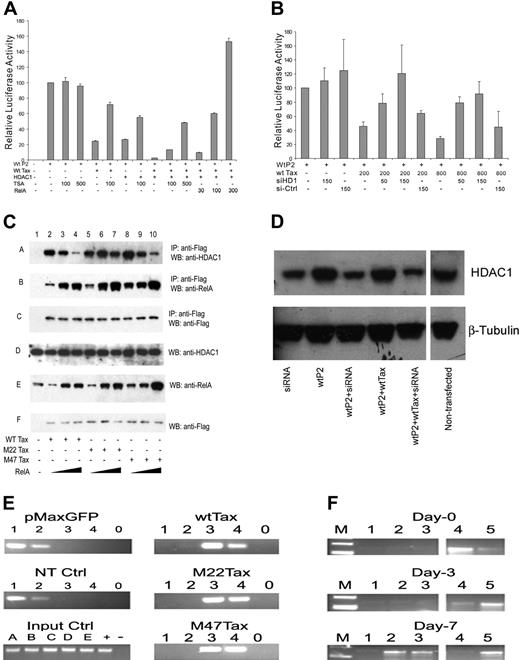 Figure 5. Effect of HDAC1 and NF-κB on TIPS. (A) Jurkat-LT cell transfection and luciferase assay were performed as previously described. Plasmids used were as follows: wild-type SHP-1 P2 promoter (wt-P2-Luc), 500 ng; wt Tax, 200 ng; HDAC1, 500 ng; and RelA, 30 ng, 100 ng, or 300 ng. TSA (100 ng/mL or 500 ng/mL) was added 24 hours before harvesting the cells. Cell lysates were assayed in triplicates for luciferase activity and values represent the mean ± SD of 2 experiments. The relative luciferase activity was normalized against basal SHP-1 P2 promoter luciferase reporter alone (set as 100). (B,D) Jurkat-LT cells were cotransfected with 500 ng wtP2-Luc, different amounts of wtTax plasmid, and siRNA against HDAC1 as indicated on X-axis. Cells were harvested 48 hours after transfection, and cell lysates were analyzed by luciferase assay (B) and by Western blot (D, anti-HDAC1, upper; and anti–β-tubulin, lower, from Santa Cruz Biotechnology catalog no. sc-7872 and sc-9104, respectively). A nonspecific siRNA was used as a control. (C) Effect of NF-κB on association of HDAC1 with Tax. Jurkat-LT cells (5 × 106) were transfected with 3 μg Flag-tagged Tax constructs (wt or M22 or M47) and 100 ng or 800 ng RelA (p65 of NF-κB) plasmid. Sixty hours later, cells were harvested and lysed in 1 × RIPA lysis buffer with protease inhibitors (catalog no. 1169-7498; Roche Diagnostics, Indianapolis, IN). The proteins in association with Tax were precipitated with anti-Flag M2 agarose beads (A2220; Sigma) and identified by Western blots using HDAC1 antibody (lane A, sc-7872; Santa Cruz Biotechnology), anti-RelA antibody (lane B, sc-372; Santa Cruz Biotechnology), or anti-Flag antibody (lane C for Tax detection, A8592; Sigma). As controls, Western blots were also performed using cell lysates without immunoprecipitation against HDAC1, RelA, and Flag (lanes D, E, and F, respectively). IP indicates immunoprecipitation; WB, Western blot. (E) CHIP analysis. Jurkat cells were transfected, using Amaxa kit VCA-1003, with 3 μg of WtTax, M22, or M47 Tax-expressing plasmids and a control pMaxGFP plasmid. Sixty hours after transfection, cells were harvested and CHIP assay was performed using Upstate kit (17-295). Primers for PCR analysis were as follows: F70, 5′AGTGCCACCCTGCTCTGCTTC3′; R00, 5′CCTGGGGGCTTCCGGAGAGG3′. Antibodies used here were as follows: (lane 1) anti-p65; (lane 2) anti-p50; (lane 3) anti-Tax; (lane 4) anti-HDAC1; (lane 0) rabbit isotype IgG control. (Left images; from top to bottom) GFP control, no transfection control, and input control. (A-E) Input DNA control from wtTax, M22, M47, GFP, and no transfection, respectively. + indicates positive PCR control with the pGL3-LC-P2 plasmid; −, no DNA template control. (Right images; from top to bottom) Jurkat cells transfected with wtTax, M22, and M47. (F) CHIP assay of histone H3-K9 deacetylation at P2 promoter in freshly isolated CD4+ T cells transfected with HTLV-1 proviral DNA (pACH-wtTax). (Lane 1) no antibody; (lane 2) anti-Tax; (lane 3) anti-HDAC1; (lane 4) anti–acetyl-H3-K9; (lane 5) anti-H3. Antibodies used for CHIP assays in panels E,F: from NIH-ARRRP: anti-Tax (Tab172); from Santa Cruz Biotechnology: anti-HDAC1 (sc-7872); anti–NF-κB (p65) (sc-372X); anti–NF-κB (p50) (sc-7178X); and rabbit control IgG (sc-2027); from Cell Signaling Technology: anti–acetyl-H3-K9 (catalog no. 9671) and anti-H3 (catalog no. 9715). Spaces were inserted into both panels D and F to indicate where the gel lanes were cut. Note that the gel images in each panel came from the same experiment.