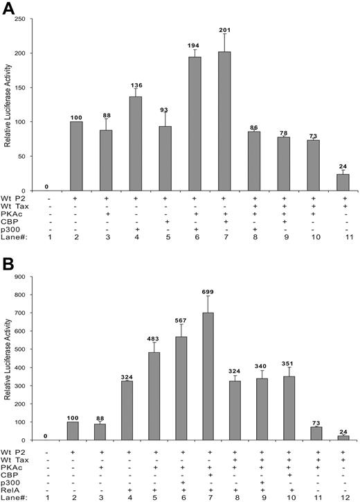 Figure 6. Effect of PKA-c on basal SHP-1 P2 promoter activity and TIPS. Jurkat-LT cells were transfected with different combination of plasmids. Dosages of plasmids used were as follows: wt-P2-Luc, 500 ng; wt Tax, 200 ng; RelA, 300 ng; CBP, 100 ng; p300, 100 ng; PKA-c, 400 ng. Luciferase activity was measured as previous described. (A) Effect of PKA-c on CBP, p300 activation of SHP-1 P2 promoter in the absence or presence of Tax. (B) Effect of PKA-c on RelA activation of SHP-1 P2 promoter in the presence or absence of CBP, p300, and Tax. Cell lysates were assayed in triplicates for luciferase activity and values represent the mean ± SD of 2 experiments. The relative luciferase activity was normalized against basal SHP-1 P2 promoter luciferase reporter alone (set as 100). Data presented in panels A-B were collected simultaneously, separated only for clearer illustration, and thus can be compared directly against each other.